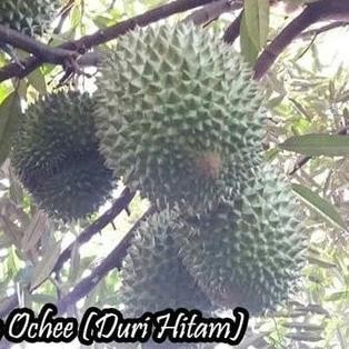 

Terlaris (2 Pcs ) Bibit Baby Tanaman Buah Durian Duri Hitam (Ochee) A Dd80