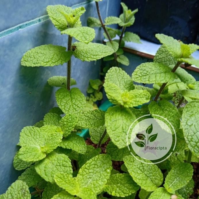 

Terlaris Pohon Apple Mint - Bibit Tanaman Appel Mint Satu Pot - Daun Herba Kt11