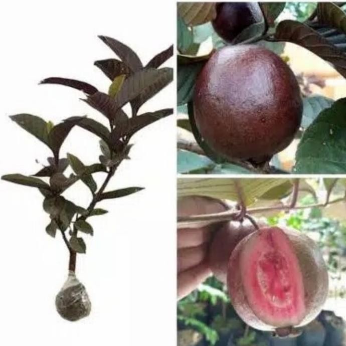 

Terlaris Bibit Tanaman Buah Jambu Biji Merah Australia Okulasi 60Cm-Up