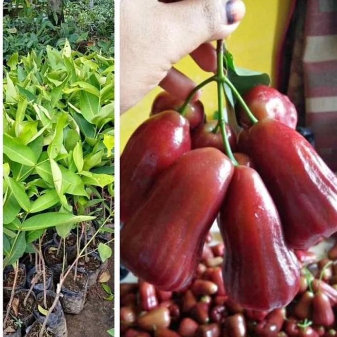 

Terlaris Bibit Tanaman Jambu Citra Jumbo