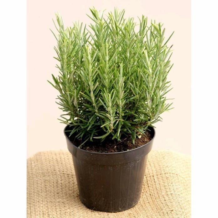 

Terlaris Tanaman Hias Rosemary Herbal Wangi Dan Harum/Bibit/Benih Promo!!