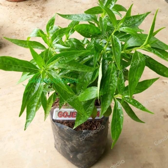 

Terlaris Bibit Sambiloto - Bibit Tanaman Herbal Jamu Paitan Tinggi 20-30 Cm