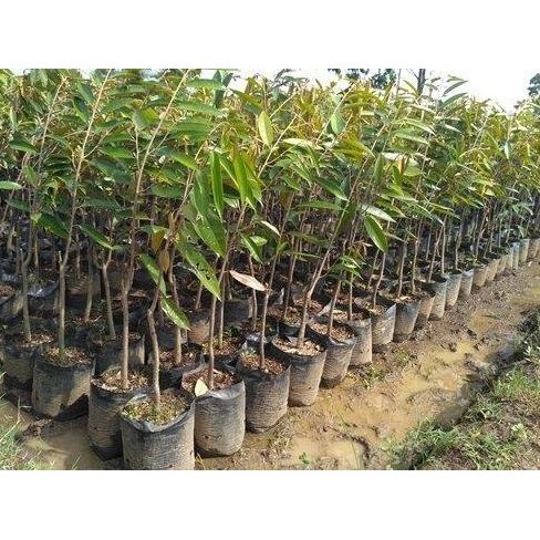 

Terlaris Bibit Tanaman Buah Durian Musangking Super Okulasi Tinggi -+ 50-60 Cm