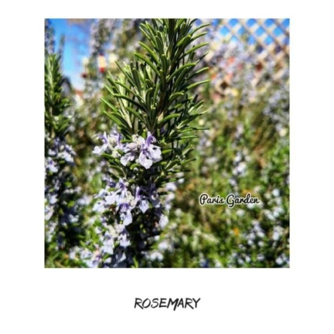 

Terlaris Tanaman Pengusir Nyamuk Rosemery | Bibit Tanaman Obat Herbal Rosemary