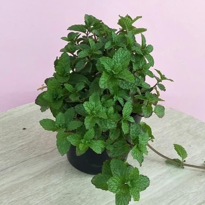 

Terlaris Bibit Tanaman Herbal Daun Mint - Tanaman Herbal Kaya Manfaat#Bibit_Unggul_Amanah