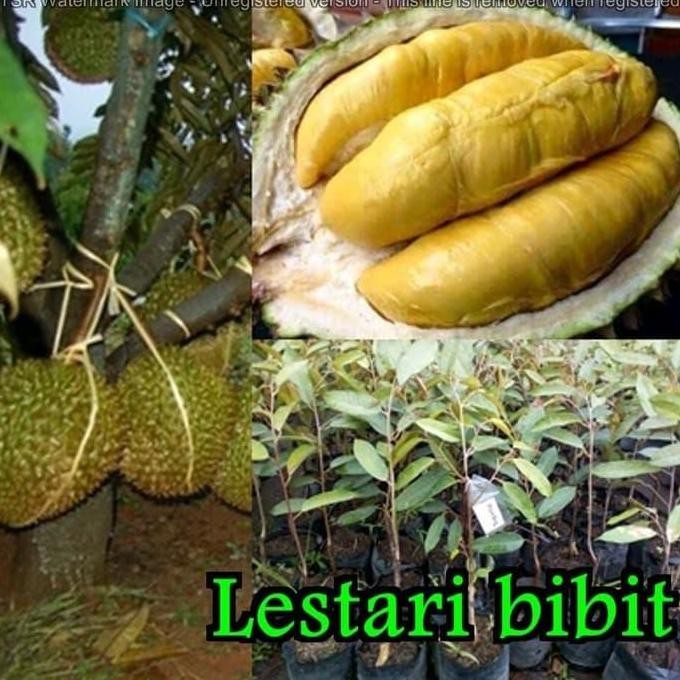 

Terlaris Bibit Durian Montong