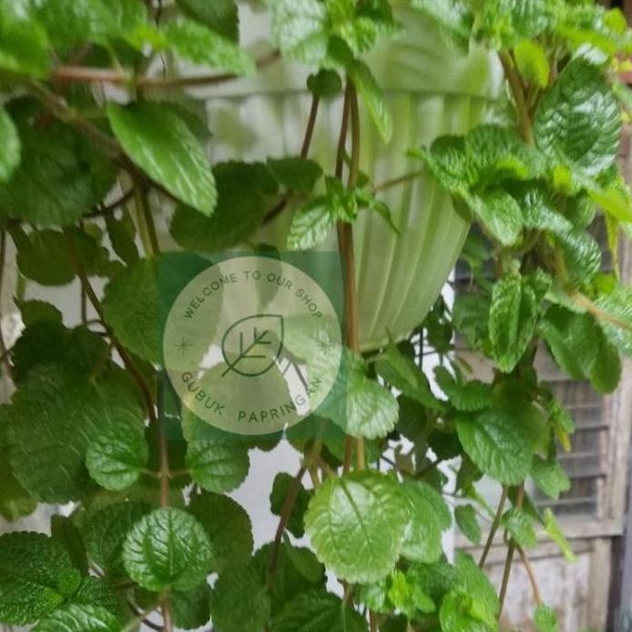 

Terlaris Terlaris!! [100G] Bibit Tanaman Rambat Gantung Daun Mint Hidup Berakar