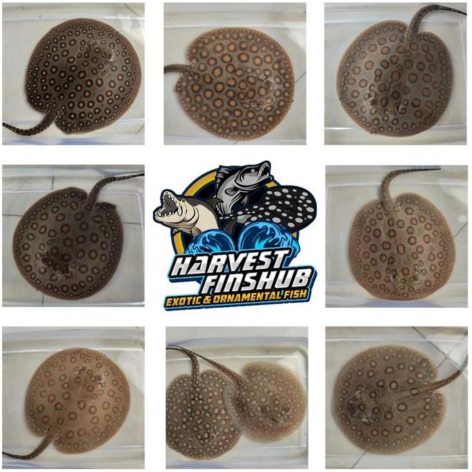 Terlaris Hiasan Aquarium Pari Motoro Pure Hq Female 15Cm 16Cm