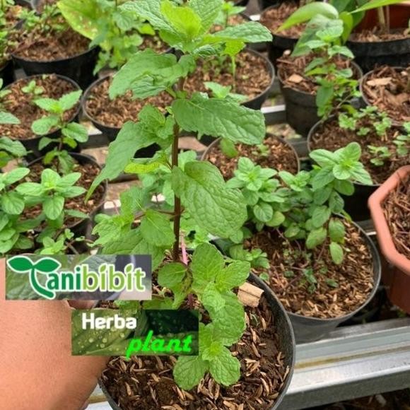 

Terlaris Best Product Bibit Tanaman Daun Mint Herbal Tanaman Sudah Jadi