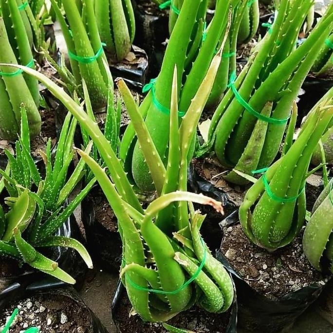 

Terlaris Bibit Tanaman Lidah Buaya Aloevera