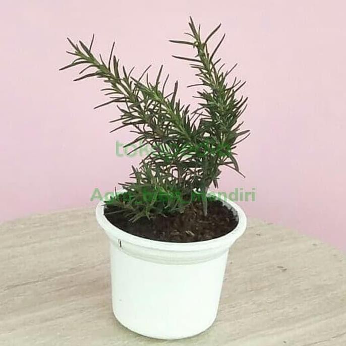 

Terlaris Bibit Tanaman Daun Rosemary Dalam Pot - Daun Rimbun