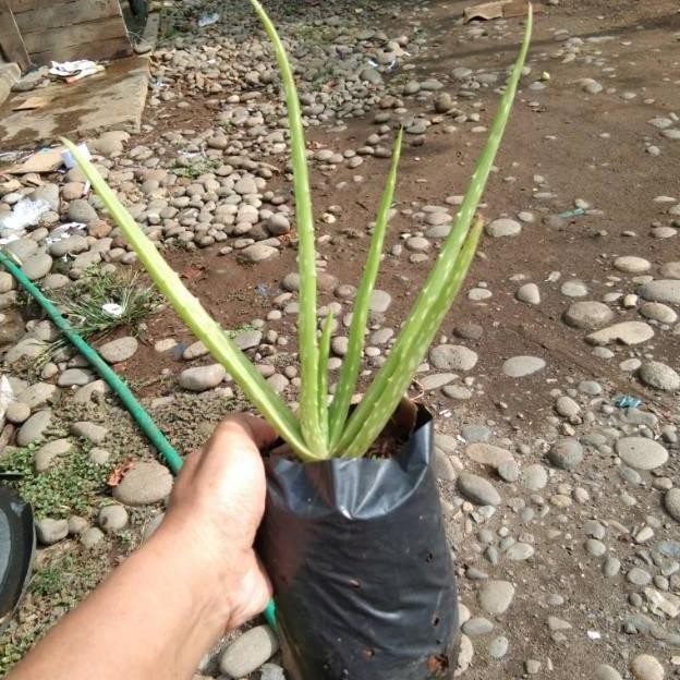 

Terlaris (Good Farming) Bibit Tanaman Lidah Buaya