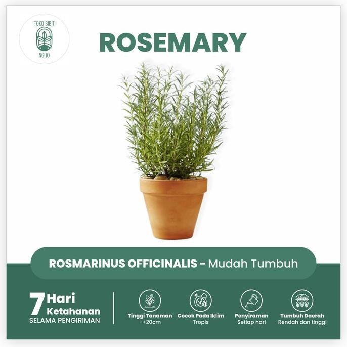 

Terlaris Bibit Rosemary - Tanaman Herbal Hidup Pengusir Nyamuk Bumbu Eropa Peng