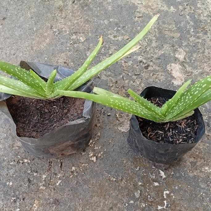 

Terlaris Bibit Aloe Vera Lidah Buaya Kecil