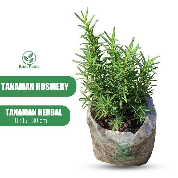 

Terlaris Tanaman Rosemary Rempah Bibit Daun Rosemary Segar Hidup