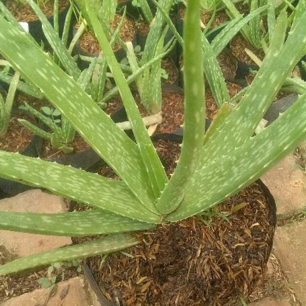 

Terlaris Bibit Tanaman Herbal Lidah Buaya