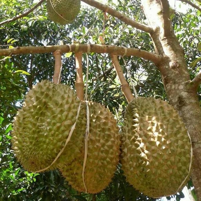 

Terlaris Bibit Durian Bawor