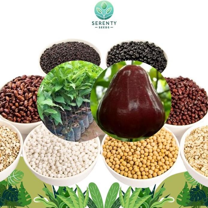 

Terlaris Bibit Tanaman Buah Jambu Air Black Kingkong Okulasi [40-70]