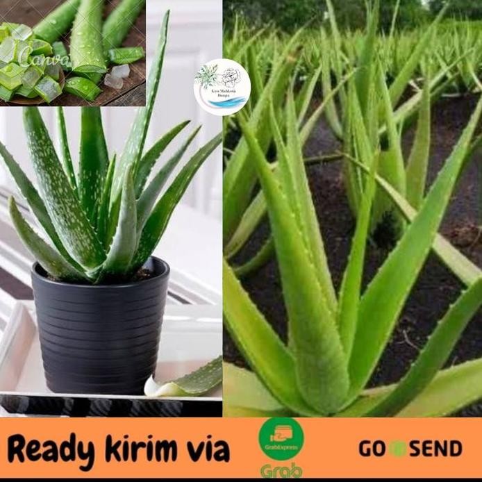 

Terlaris Bibit Tanaman Lidah Buaya-Pohon Aloe Vera - Tanaman Herbal Lidah Buaya