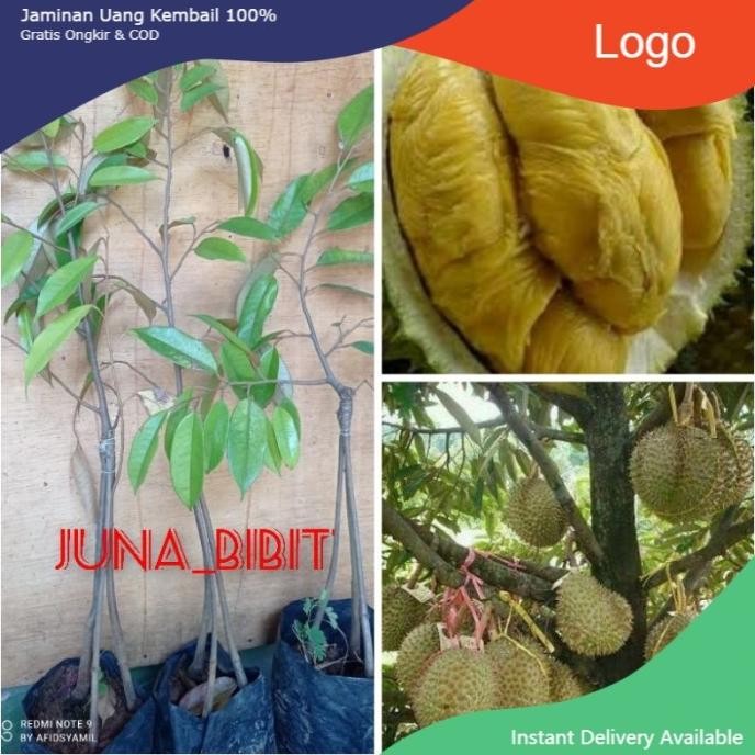 

Terlaris Bibit Buah Durian Bawor Kaki 3 Okulasi