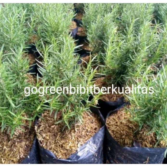 

Terlaris Bibit Tanaman Bunga Rosemary Anti Nyamuk 0Bibit Rosemary, Rosmari,
