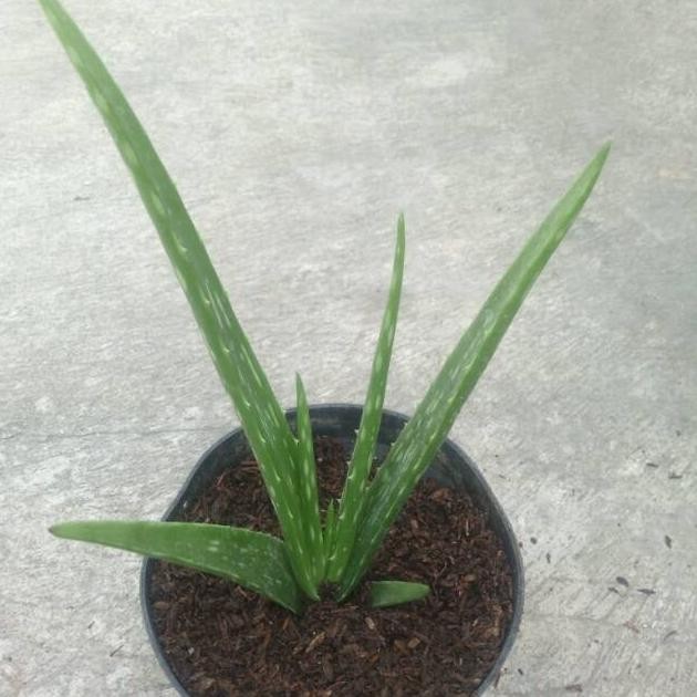 

Terlaris Bibit Lidah Buaya Aloevera Herbal