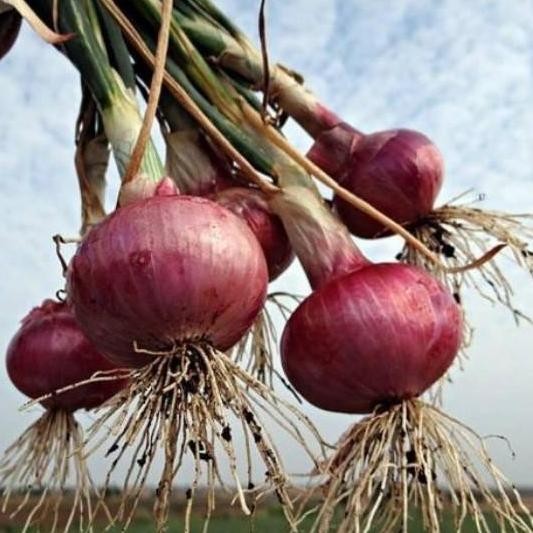 

Terlaris Bisa Bayar Di Tempat - Bawang Merah 35 Biji Bibit Seed Benih Bawang Merah Lokananta Cap Panah Merah - Bibit Tanaman Sayur Sayuran Seribuan