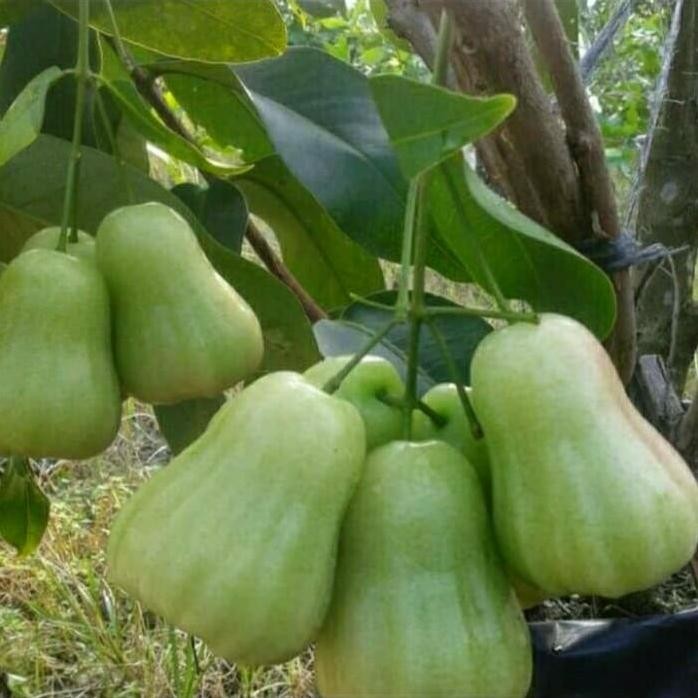 

Terlaris Tanaman Buah Jambu Air Madu Bibit Rimbun Berkualitas