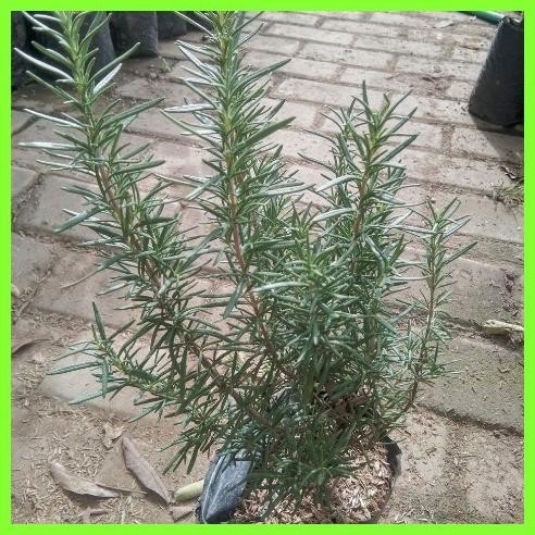 

Terlaris Bibit Bunga Rosemary Bagus Sblpzq 3455Tz