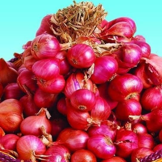 

Terlaris Jual Benih Biji Bibit Bawang Merah Tuk Tuk Super