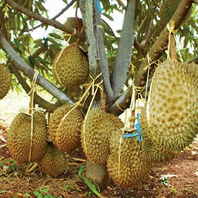 

Terlaris Bibit Durian Bawor Tinggi 1-1.5 Meter