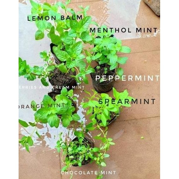 

Terlaris Bibit Tanaman Daun Peppermint Spearmint Chocolate Mint - Herbal Coklat