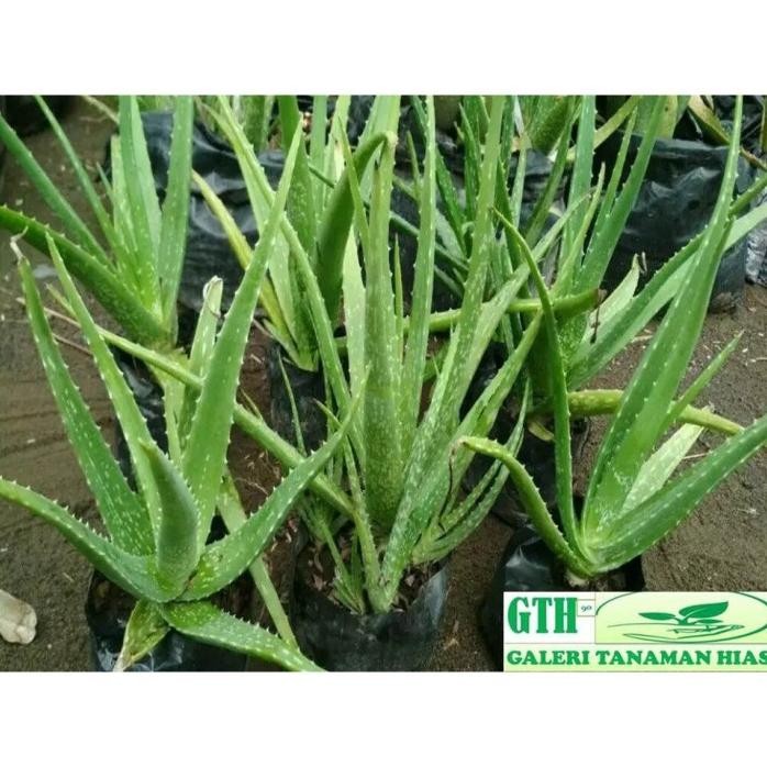 

Terlaris Tanaman Hias Lidah Buaya Aloe Vera | Aloevera Giant Kualitas Bibit