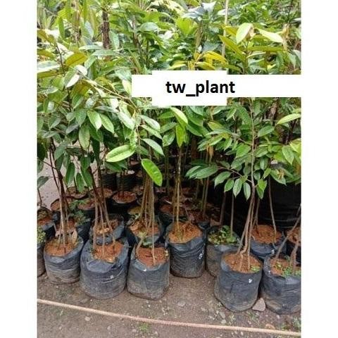 

Terlaris Bibit Durian Monthong Kaki 3 Super Cepat Berbuah