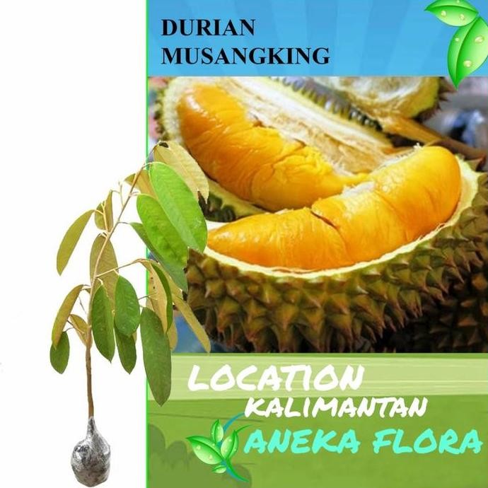 

Terlaris Bibit Durian Musang King (1 Meter Up) Okulasi - Tanaman Berkualitas Dengan Harga Terbaik - Pupuk