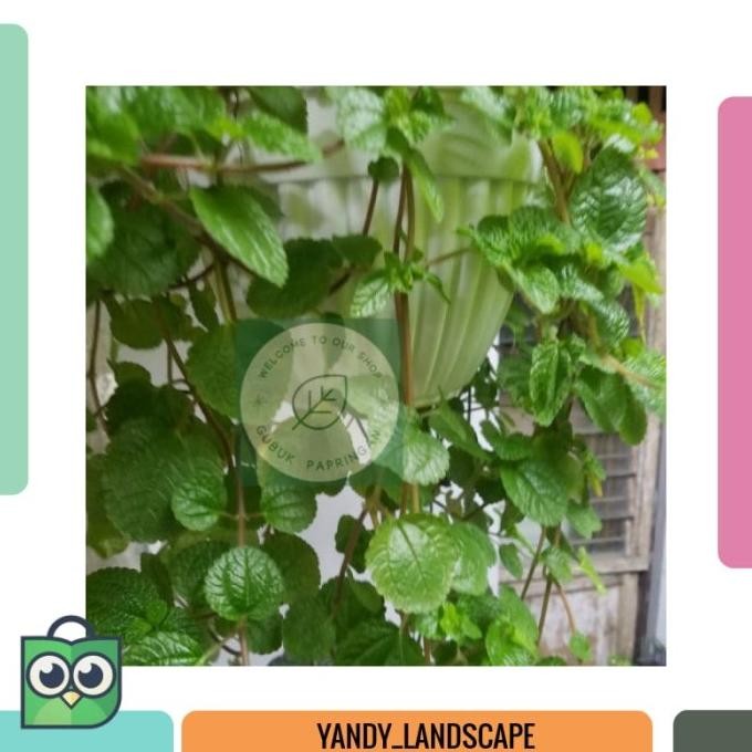 

Terlaris [100G] Bibit Tanaman Rambat Gantung Daun Mint Hidup Berakar