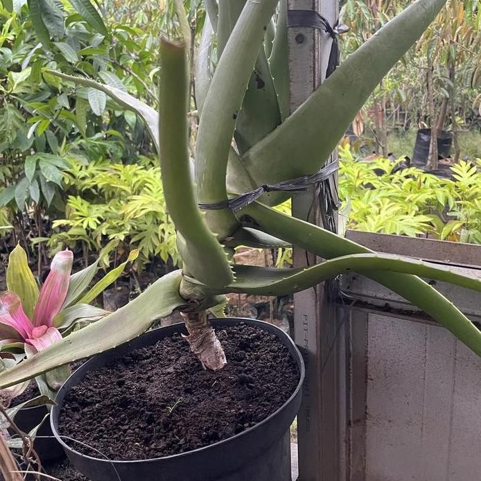 

Terlaris Bibit Tanaman Lidah Buaya/Aloe Vera Menggunakan Media Pot