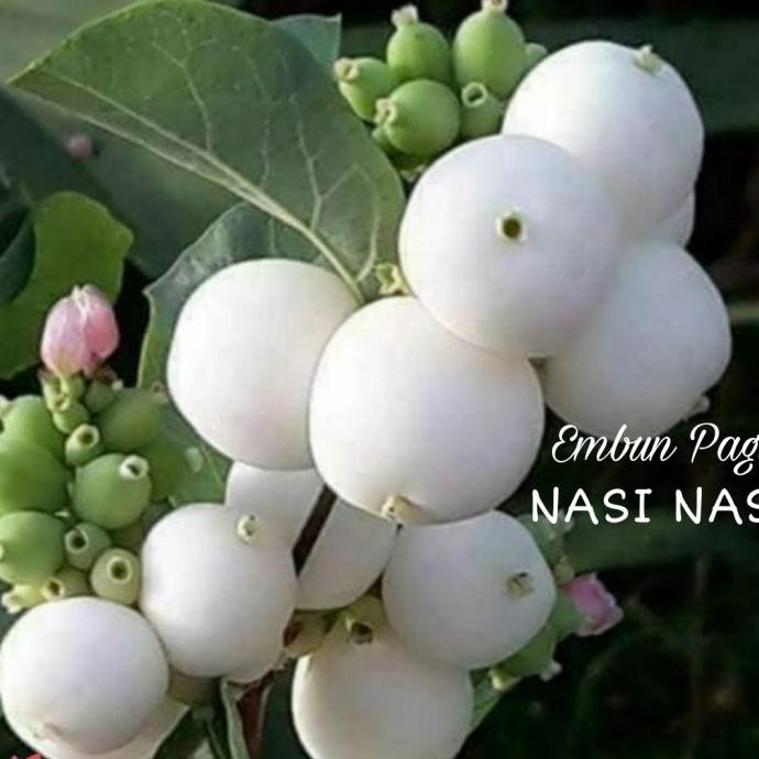 

Terlaris Bibit Buah Jambu Air Nasi Nasi Langka Terbatas