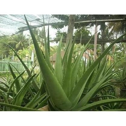 

Terlaris Obrall Bibit Tanaman Pohon Lidah Buaya Jumbo Laris Murah!