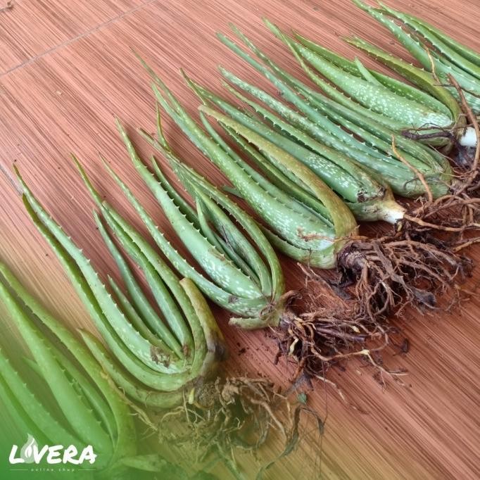 

Terlaris Bibit Tanaman Pohon Lidah Buaya Jumbo