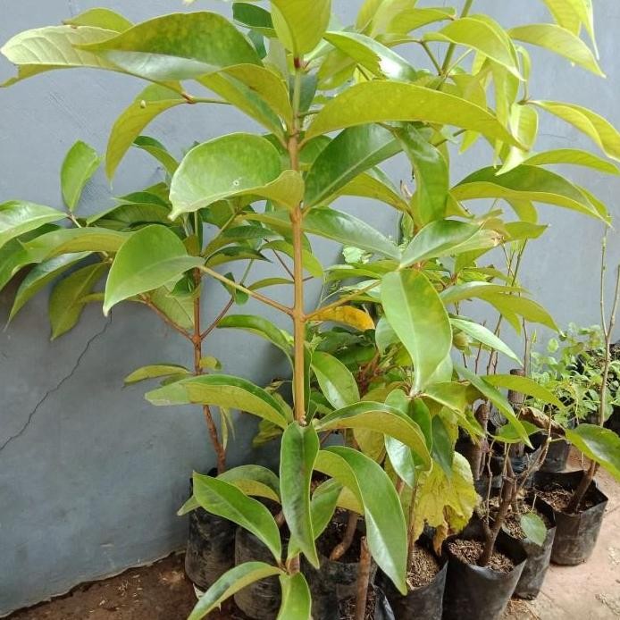 

Terlaris Bibit Pohon Jambu Air Jamaica Merah/Buah Jambu Bol Jamica Maroon/