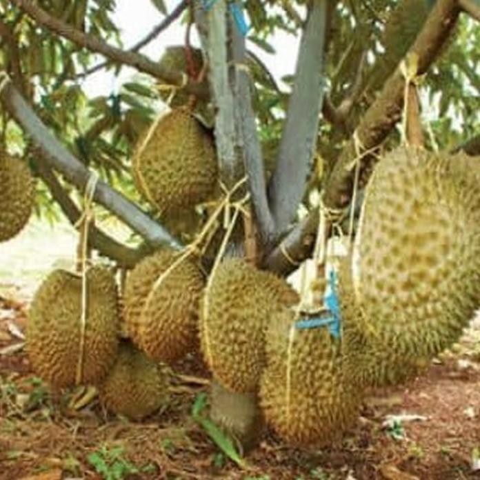 

Terlaris Promo!! Bibit Tanaman Durian Bawor Kaki 3 Tinggi 1 Meter Pohon Duren