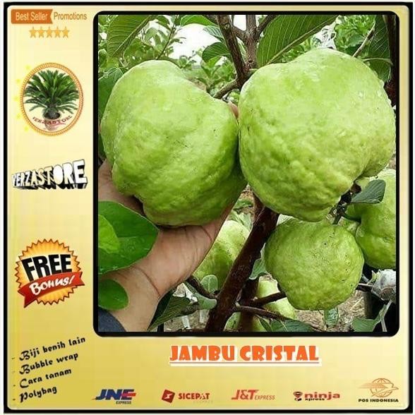 

Terlaris Biji/Benih/Bibit Buah Jambu Cristal /20 Biji