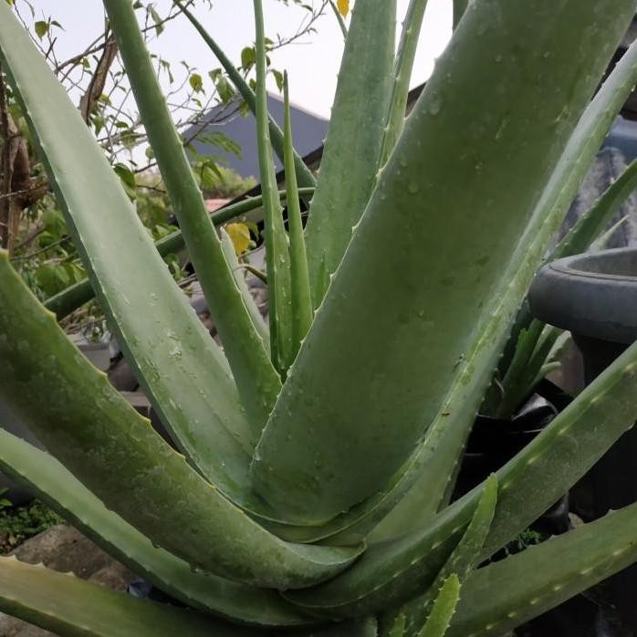 

Terlaris Bibit Lidah Buaya Jumbo/Aloe Vera Pontianak