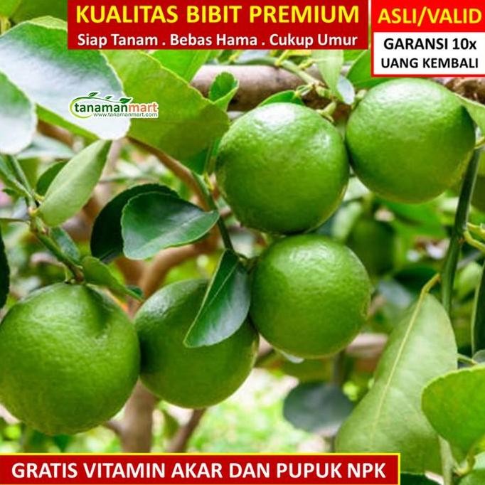 

Terlaris Bibit Tanaman Buah Jeruk Nipis Unggul, Murah, Bergaransi