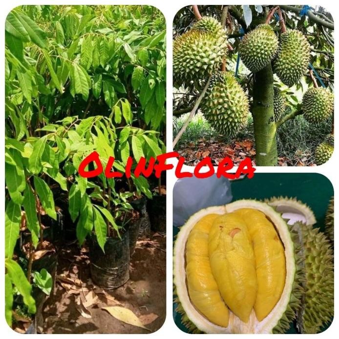 

Terlaris Bibit Durian Musang King Bisa Di Tanam Di Pot / Bibit Durian Okulasi