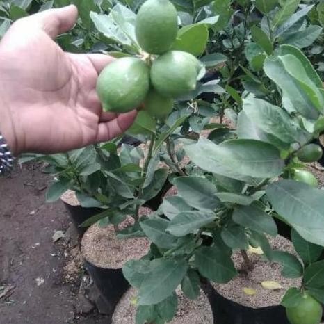 

Terlaris Bibit Pohon Jeruk Nipis Berbuah