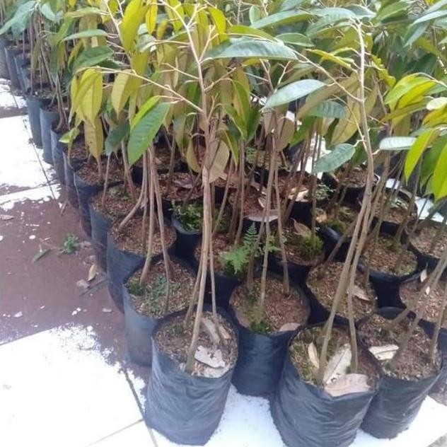

Terlaris Bibit Tanaman Durian Musangking Kaki 3