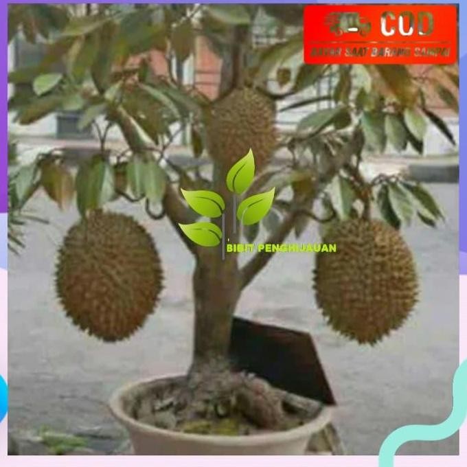 

Terlaris Bibit Buah Durian Montong Batang Tua