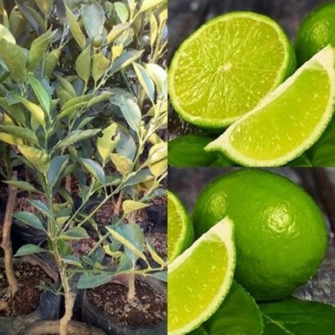 

Terlaris Bibit Tanaman Siap Tanam / Jeruk Pecel / Jeruk Nipis